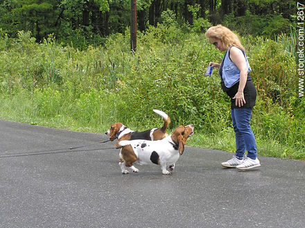 Basset hound de paseo - Estado de Nueva Jersey - EE.UU.-CANADÁ. Foto No. 12617
