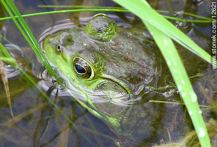 Green frog - Fauna - MORE IMAGES. Photo #12621