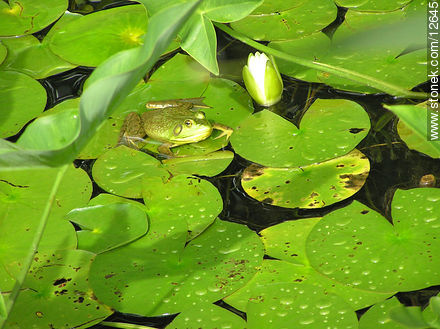Ranita verde en los camalotes - Estado de Nueva Jersey - EE.UU.-CANADÁ. Foto No. 12645