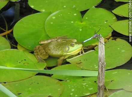 Frog and dragonfly - State ofNew Jersey - USA-CANADA. Photo #12646