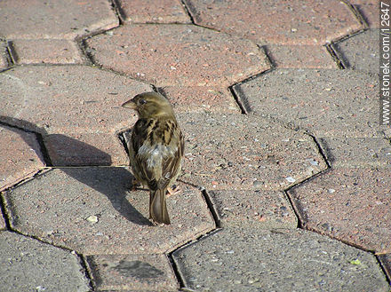 Sparrow - State ofNew Jersey - USA-CANADA. Photo #12647