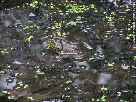 Frog in the water - State ofNew Jersey - USA-CANADA. Photo #12668