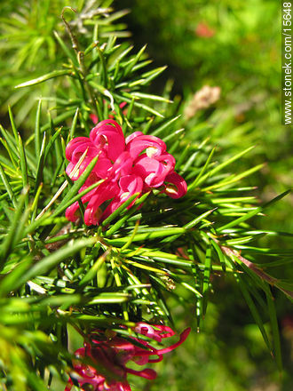  - Flora - IMÁGENES VARIAS. Foto No. 15648