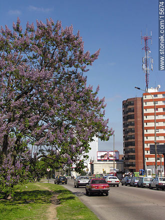  - Departamento de Montevideo - URUGUAY. Foto No. 15674