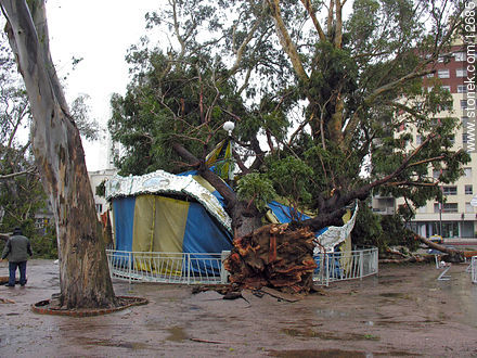 Eucalitpo caído sobre la calesita del Parque Rodó - Departamento de Montevideo - URUGUAY. Foto No. 12685
