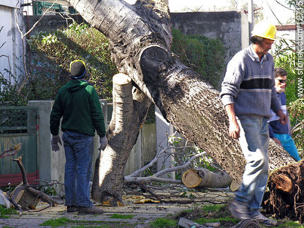 Operarios retirando árboles - Departamento de Montevideo - URUGUAY. Foto No. 12715