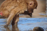 Parque Lecocq. Babuino joven. - Foto #32404