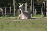 Parque Lecocq. Llama. - Foto #32450