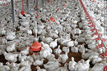Pollos - Foto #34669