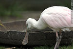 Espátula rosada. Zoológico de Durazno. - Foto #35804