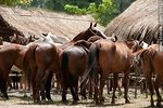 Caballos en aparcerría - Foto #39522