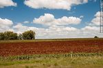 Plantación de sorgo. - Foto #40507