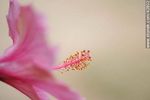 Hibisco rosado - Foto #42802