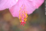 Flor de hibisco rosado. - Foto #42645