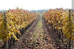 Viñedo en otoño - Foto #43092