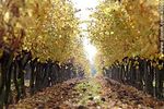 Viñedo en otoño - Foto #43086