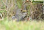 Zorzal alimentando a sus pichones - Foto #43599