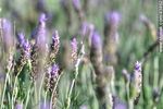 Lavanda - Foto #43862