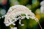 Miscanthus - Foto #43860