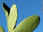Opuntia ficus-indica - Foto #46308