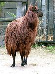 Llama - Foto #46614