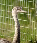 Ñandú - Foto #46622