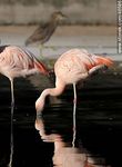 Flamencos - Foto #46586