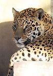 Jaguar - Foto #46558
