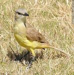 Benteveo o suirirí real - Foto #47227