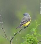 Suirirí real - Foto #47167