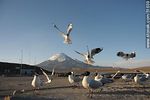 Gaviotas andinas. Volcán Parinacota. Control de frontera chileno. - Foto #51639