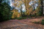 Camino de otoño en el Arboreto Lussich - Foto #54671