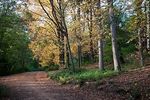 Camino de otoño en el Arboreto Lussich - Foto #54674
