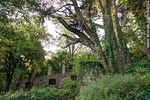 Construcción abandonada en el Arboreto Lussich y antiguos árboles con enredaderas - Foto #54694