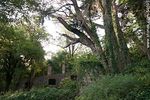 Construcción abandonada en el Arboreto Lussich - Foto #54695