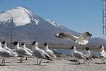 Gaviotas andinas. Volcán Parinacota - Foto #63068