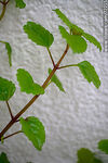 Planta del dólar o del dinero. Swedish Ivy (Plectranthus verticillatus) - Foto #72215