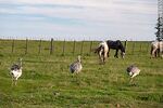 Ñandúes y caballos en el campo - Foto #83855