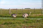 Ñandúes en el campo - Foto #83854