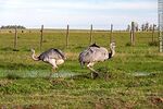 Ñandúes en el campo - Foto #83851