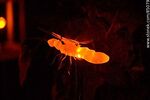 Luciérnagas - Foto #85079