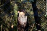 Carancho, Caracará moñudo - Foto #87180
