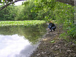 Lago en el bosque. Allamuchy Mountain. - Foto #12549