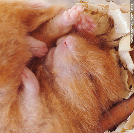 Hamster durmiendo con calor - Fauna - IMÁGENES VARIAS. Foto No. 8550