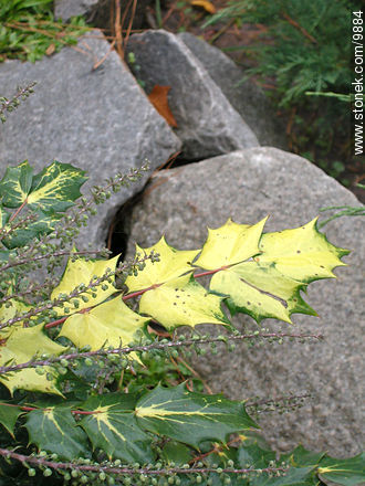  - Departamento de Montevideo - URUGUAY. Foto No. 9884