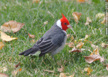 Cardinal - Fauna - MORE IMAGES. Photo #9952