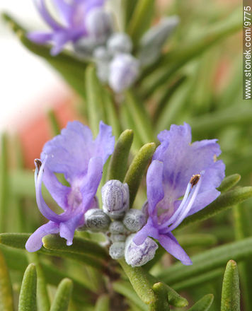 Rosemary plant and flower. - Flora - MORE IMAGES. Photo #9775