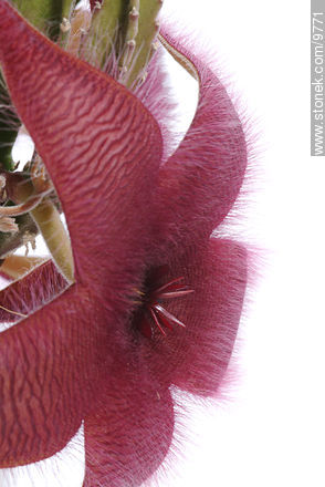 Stapelia grandiflora - Flora - MORE IMAGES. Photo #9771