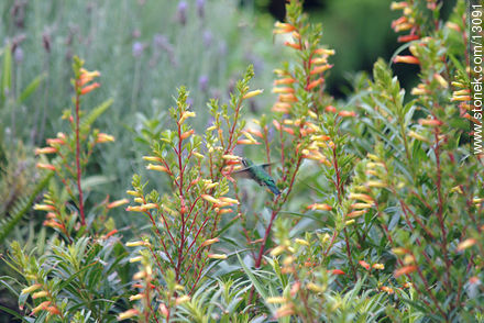  - Punta del Este y balnearios cercanos - URUGUAY. Foto No. 13091