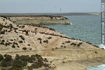 Lobos marinos de un pelo u otarios. - Provincia de Chubut - ARGENTINA. Foto No. 5583